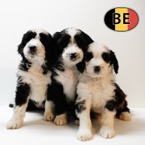 Labradoodle 150925 (BE) 051225.JPG