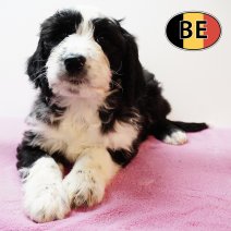 Labradoodle F 150925 (BE1007) 051225.JPG