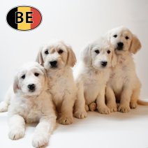 Labradoodle M 150925 (BE) 051225.JPG