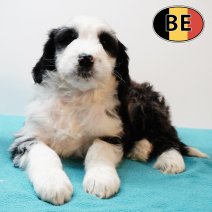 Labradoodle M 150925 (BE1000) 051225.JPG