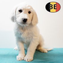 Labradoodle M 150925 (BE1005) 051225.JPG