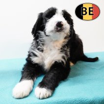 Labradoodle M 150925 (BE1008) 051225.JPG