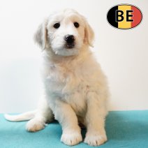 Labradoodle M 150925 (BE1029) 051225.JPG