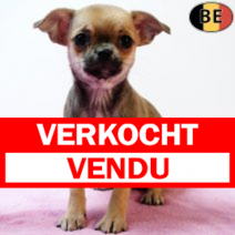 Chihuahua 230925 F(BE6831) 031225.verkocht-vendu.png