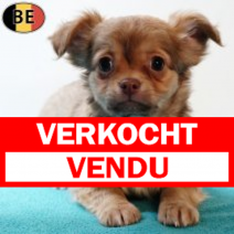 Chihuahua 230925 M(BE6828) 031225.verkocht-vendu.png