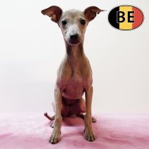 Italiaanse Windhond F 160825 (BE1235) 051225.JPG