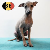 Italiaanse Windhond M 160825 (BE0887) 051225.JPG