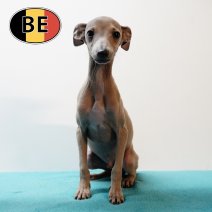 Italiaanse Windhond M 160825 (BE1214) 051225.JPG