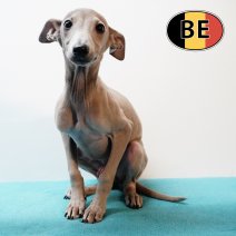 Italiaanse Windhond M 160825 (BE1226) 051225.JPG