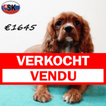 Cavalier King Charles 300625 M(SK7014) 121125.verkocht-vendu.png