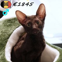 Cornish Rex 100925 M(BE1002) 061225..jpg