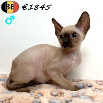 Cornish Rex 100925 M(BE1055) 061225.jpg