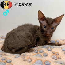 Cornish Rex 100925 M(BE1002) 061225.jpg