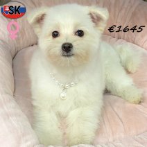 Pomapoo 240625 F(SK8935) 061225.jpg