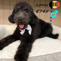 Koningspoedel Louis 100725 M(BE1271) 061225.jpg