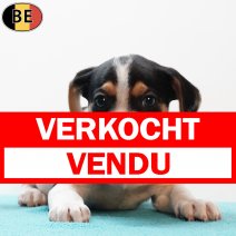 Belgische Fox 060925 M(BE1197) 211125 verkocht - vendu.jpg