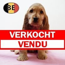 Engelse Cocker 280925 F (BE4957) 261125 verkocht - vendu.jpg