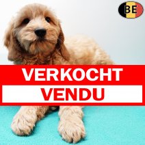 Cockapoo 010925 M(BE1134) 141125 verkocht - vendu.jpg