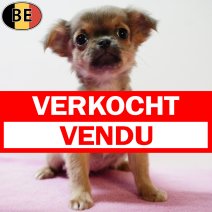 Chihuahua 230925 F(BE6835) 031225 verkocht - vendu .jpg