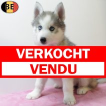 Husky 130925 F(BE0764) 281125 verkocht - vendu.jpg