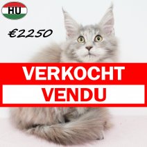 Maine Coon 040825 F(HU7355) 191125 verkocht - vendu.jpg