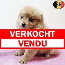 Keesje 230925 F(BE3740) 211125 verkocht - vendu.jpg