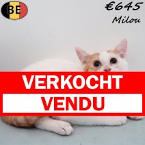 Europese Korthaar Milou 030825 M(BE0895) 221125 verkocht - vendu.jpg