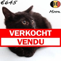 Europese Korthaar Moon 030825 M(BE0879) 221125 verkocht - vendu.jpg
