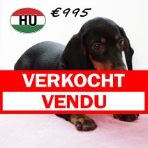 Teckel 250725 F (HU7171) 191125 verkocht - vendu.jpg