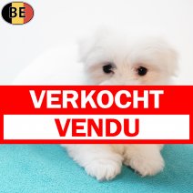 Havanezer 150925 M(BE5083) 211125 verkocht - vendu.jpg