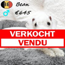 Schnoodle Bean 100725 M(BE0820) 031225 verkocht - vendu.jpg