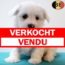Maltezer 030925 M(BE0803) 291025 verkocht - vendu.jpg