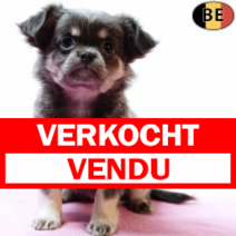 Chihuahua 230925 F(BE7001) 031225.verkocht-vendu.png