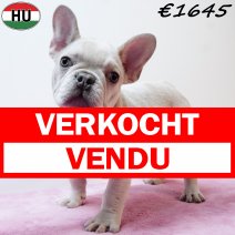 Franse Bulldog 310725 F(HU7398) 191125 verkocht - vendu.jpg