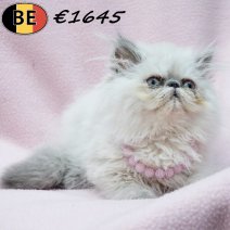 Himalaya 010925 F(BE1055) 081225.jpg