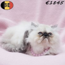 Himalaya 010925 F(BE1274) 081225.jpg