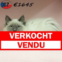 Ragdoll 120725 F(CZ6381) 251125 verkocht - vendu.jpg