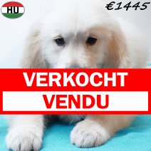 Golden Retriever 310725 M(HU7238) 191125 verkocht - vendu.jpg