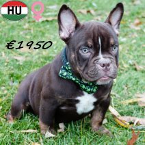 Exotic Bully 300625 F(HU7348) 311025..jpg
