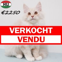Maine Coon 010825 M(HU7350) 191125 verkocht - vendu.jpg