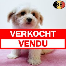 Havanezer 080925 F(BE5055) 141125 verkocht - vendu.jpg