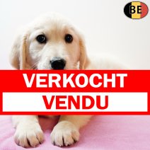 Golden Retriever 060925 F(BE7624) 031225 verkocht - vendu.jpg