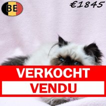 Himalaya 050825 F(BE1027) 081225 verkocht - vendu.jpg