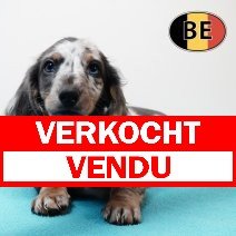 Teckel 280925 M (BE5011) 261125 verkocht - vendu.jpg