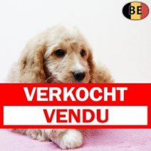 Cockapoo 010925 F(BE1095) 141125 Verkocht - Vendu.jpg