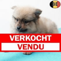 Keesje 230925 M(BE4588) 211125 Verkocht - Vendu.jpg