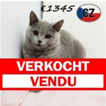 Britse korthaar 210625 F (CZ6387) 051125 Verkocht - Vendu.jpg