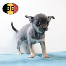 Chihuahua 141025 M (BE0110) 101225.JPG