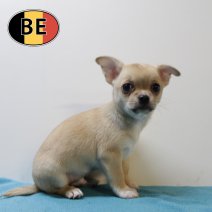 Chihuahua 141025 M (BE1032) 101225.JPG