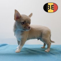 Chihuahua 141025 M (BE9877) 101225.JPG